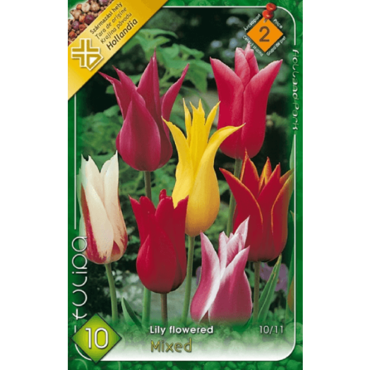 TULIPÁN (TULIPA LILY FLOWERED MIXED) 10,11CM