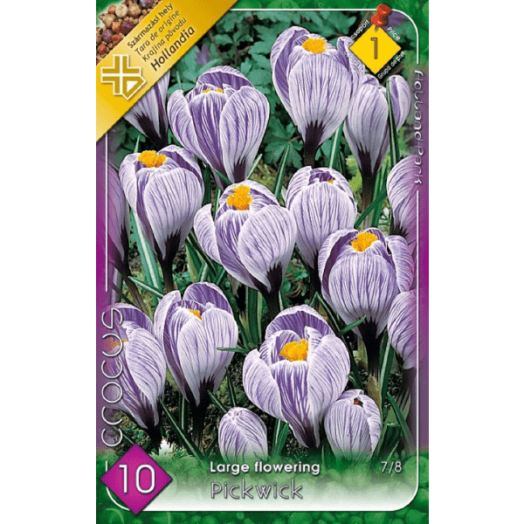 VH 1.CROCUS LARGE FLOWERING PICKWICK 7-8CM