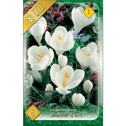 CROCUS LARGE FLOWERING JEANNE D'ARTC