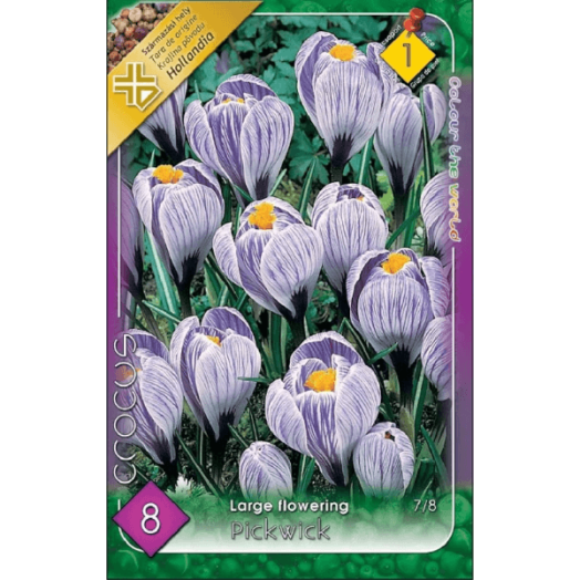 VH 1.CROCUS LARGE FLOWERING PICKWICK 7-8CM