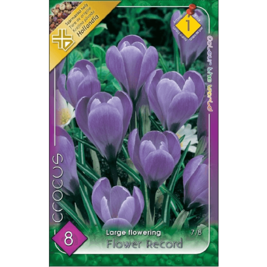 CROCUS LARGE FLOWERING FLOWER RECORD 7-8CM