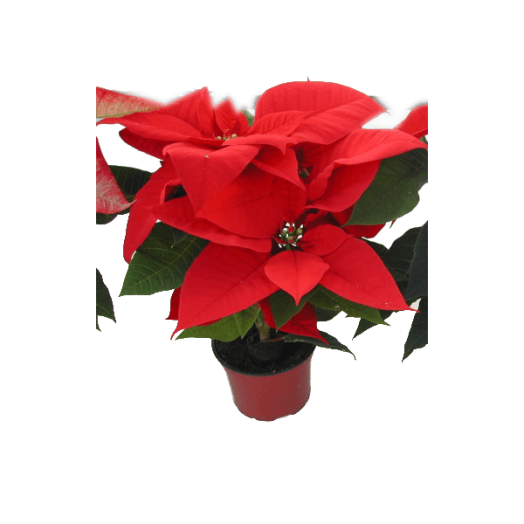 MIKULÁSVIRÁG PIROS CS:10,5CM KB.30CM 3-4ÁGÚ POINSETTIA