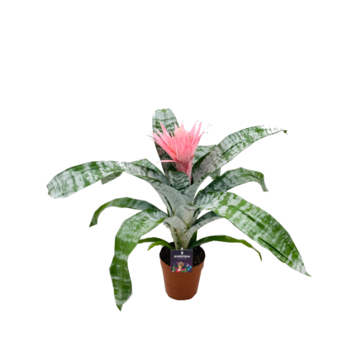 LÁNDZSARÓZSA CS:14CM AECHMEA PRIMERA