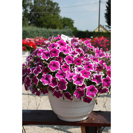 PETUNIA HYBRIDA KARIKÁS CS:12 CM PETÚNIA