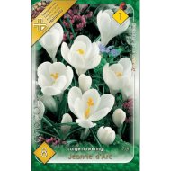 CROCUS LARGE FLOWERING JEANNE D'ARTC