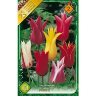 TULIPÁN (TULIPA LILY FLOWERED MIXED) 10,11CM