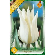 TULIPÁN (TULIPA LILY FLOWERED SAPPORO) 10,11CM