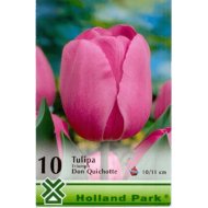 VH.2.TULIPA TRIUMPH DON QUICHOTTE