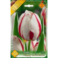 TULIPÁN (TULIPA TRIUMPH HAPPY GENERATION) 10,11CM