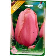 VIRÁGHAGYMA TULIPÁN 'MENTON' 10DB/CSOMAG RÓZSASZÍN