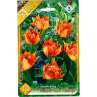 VIRÁGHAGYMA TULIPÁN 'WILLEM VON ORANJE'' 10DB/CSOMAG NARANCS