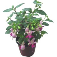 FUKSZIA 'FUCHSITA' CS:12CM FUCHSIA