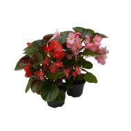 ÓRIÁS BEGÓNIA 'BIG DELUXE' CS:12CM BEGONIA