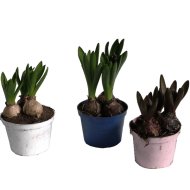 JÁCINT SZÍNES CSERÉPBEN CS:12CM 3 HAGYMÁS HYACINTHUS