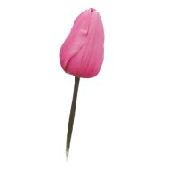 VIRÁGHAGYMA TULIPÁN BIG LOVE 10DARAB/CSOMAG RÓZSASZÍN