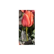 VIRÁGHAGYMA TULIPÁN CALYPSO 10DARAB/CSOMAG NARANCSSÁRGA