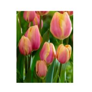 VIRÁGHAGYMA TULIPÁN SALMON PRINCE 10DARAB/CSOMAG RÓZSASZÍN-SÁRGA