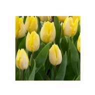 VIRÁGHAGYMA TULIPÁN SUNNY PRINCE 10DARAB/CSOMAG SÁRGA