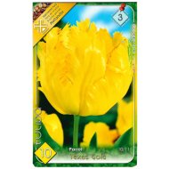 VIRÁGHAGYMA TULIPÁN TEXAS GOLD 10DARAB/CSOMAG SÁRGA