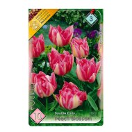 VIRÁGHAGYMA TULIPÁN PEACH BLOSSOM 10DARAB/CSOMAG SZÍNKEVERÉK BARACKVIRÁG SZÍN