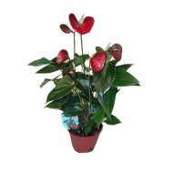 FLAMINGÓVIRÁG MIX CS:14CM ANTHURIUM