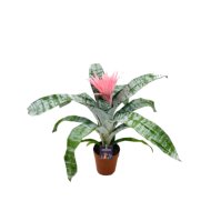 LÁNDZSARÓZSA CS:14CM AECHMEA PRIMERA