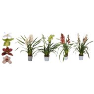 CSÓNAKORCHIDEA CS:12CM CYMBIDIUM