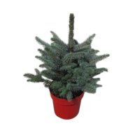 EZÜSTFENYŐ SUPER BLUE CS:23CM PICEA PUNGENS