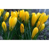 KRÓKUSZ CS:9CM CROCUS