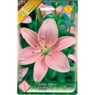 LILIOM ASIATIC PINK 16-18CM