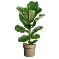 LANTLEVELŰ FIKUSZ CS:17CM FICUS LYRATA