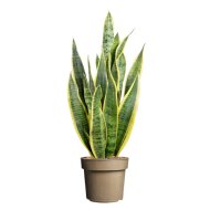 ANYÓSNYELV CS:17CM SANSEVIERIA TRIFASCIATA