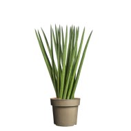 HENGERES ANYÓSNYELV CS:17CM SANSEVIERIA