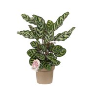 KEHELYVIRÁG CS: 17CM CALATHEA MAKOYANA