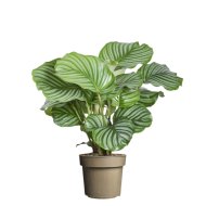 ZEBRALEVÉL CS:17CM CALATHEA ORBIFOLIA