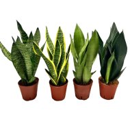 ANYÓSNYELV MIX CS:14CM SANSEVIERIA