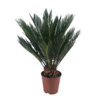 CIKÁSZ PÁLMA CS: 14CM CYCAS REVOLUTA