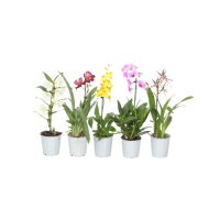 ORCHIDEA MIX CS: 12 CM (PHALENOPSIS CAMBRIA, MILTONIA, DENDROBIUM, CYMBID)