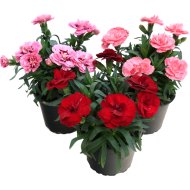 KERTI SZEGFŰ CS:13CM DIANTHUS